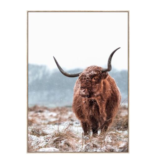 Tableau Highland Cattle Athezza