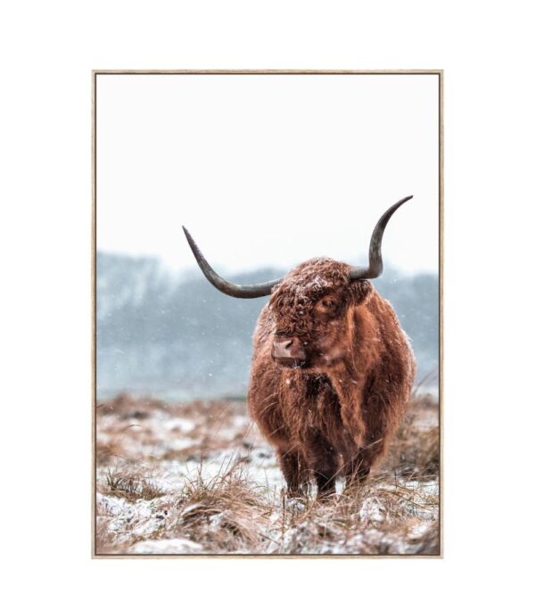 Tableau Highland Cattle Athezza