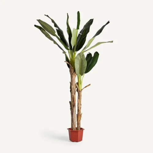 Plante artificielle Bananero verte 220 cm Vical Home