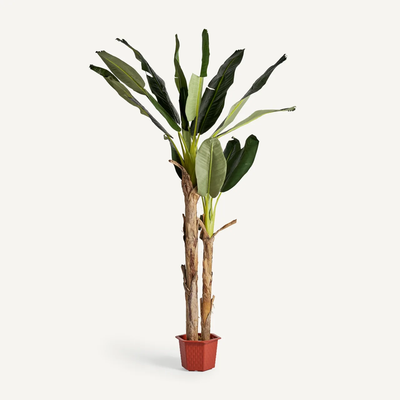 Plante artificielle Bananero verte 220 cm Vical Home