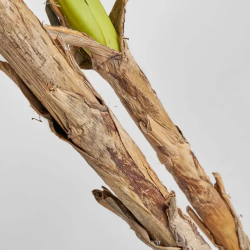 Plante artificielle Bananero verte 220 cm Vical Home — vue 4