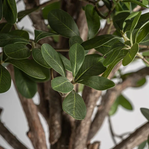 Plante artificielle Ficus 230 cm Vical Home — vue 3