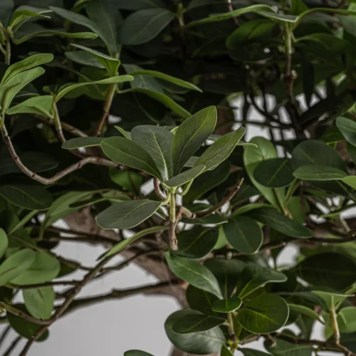 Plante artificielle Ficus tronc en bois Vical Home — vue 3