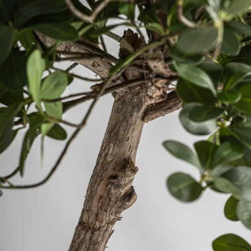 Plante artificielle Ficus tronc en bois Vical Home — vue 4