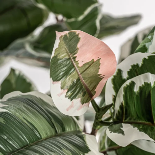 Plante artificielle Roble Blanco panachée Vical Home — vue 2