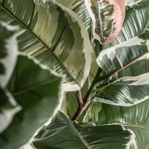 Plante artificielle Roble Blanco panachée Vical Home — vue 3